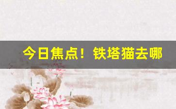 今日焦点！铁塔猫去哪里买“错认颜标”