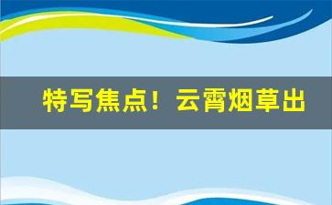 特写焦点！云霄烟草出的品牌“当家做主”